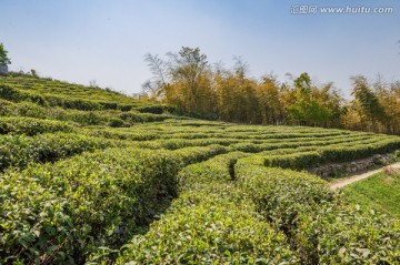 绍兴东湖茶园