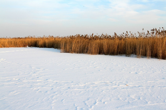 湿地 芦苇 雪