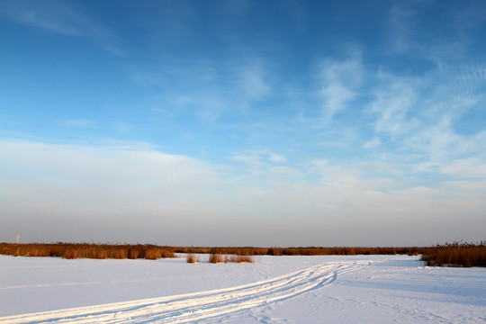 湿地 芦苇 雪