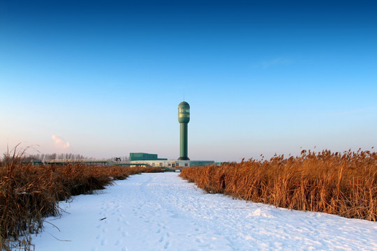 湿地 芦苇 雪 观光塔