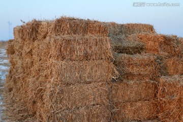 草垛 芦苇 湿地 造纸材料