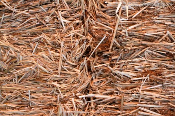 草垛 芦苇 湿地 造纸材料