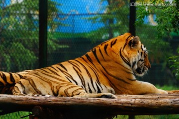 动物园中的老虎