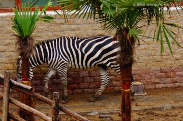 郑州动物园的斑马