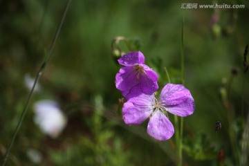 野花