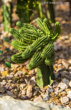 热带沙生植物馆