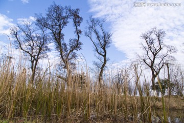 太湖湿地公园