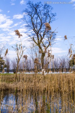 太湖湿地芦苇