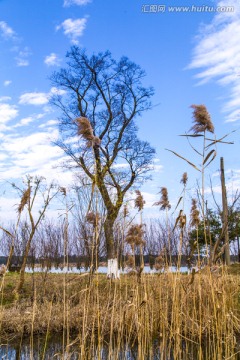 太湖湿地