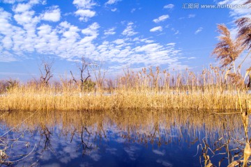 太湖湿地芦苇