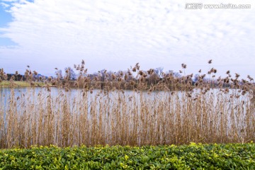 太湖湿地公园芦苇