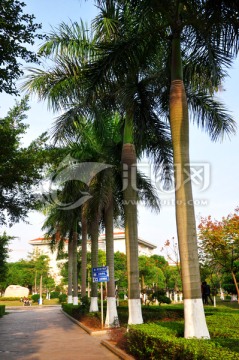 公园棕榈树