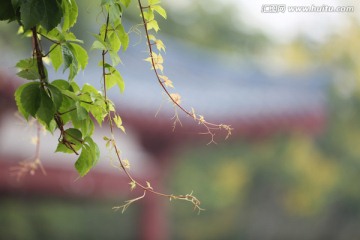 植物枝叶