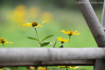 太阳花