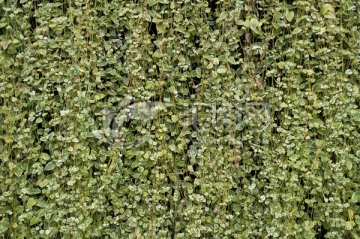 绿化墙 植物墙