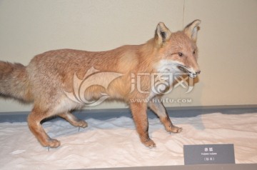 赤狐标本