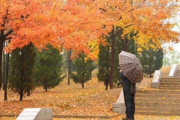 红黄叶