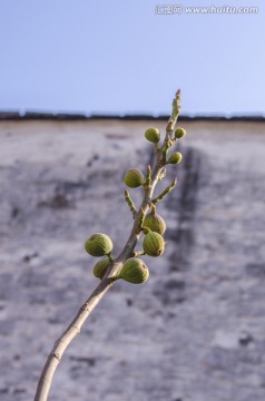 老墙前的无花果