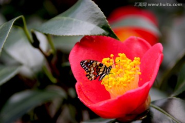 漂亮茶花