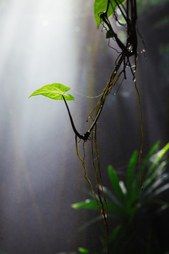 青青世界热带雨林