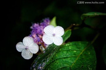 峨眉山野花