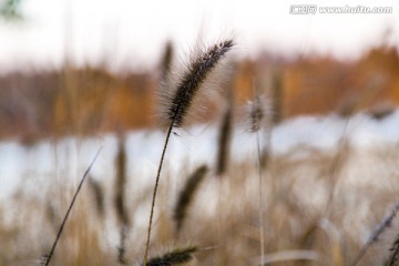 马尾草