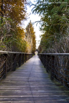 太湖湿地公园木栈道