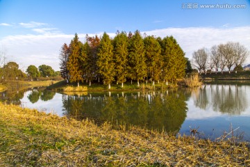 太湖湿地公园植被