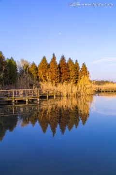 太湖湿地植被