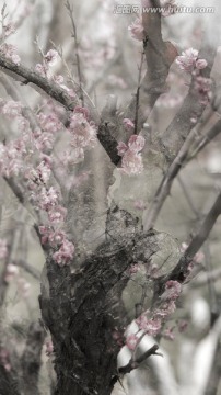 多重曝光淡雅梅花