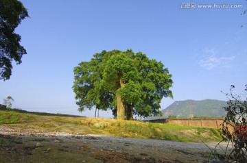 榕树 树