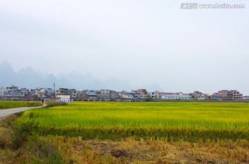 田园 稻田