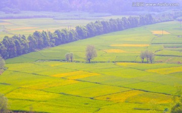 田园 稻田