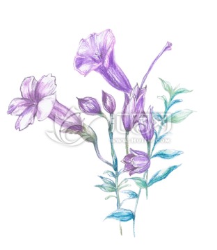 手繪花卉 牽牛花 分層