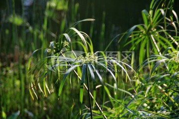 纸莎草