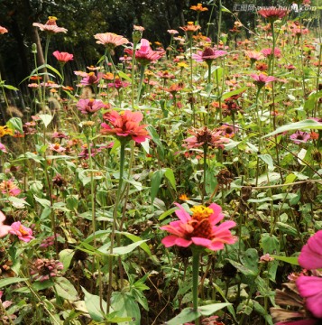 山花烂漫 百日菊花丛