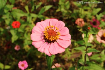 百日菊 粉红百日菊