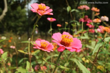 山花烂漫 百日菊