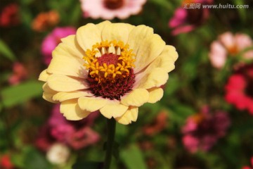 山花烂漫 百日菊