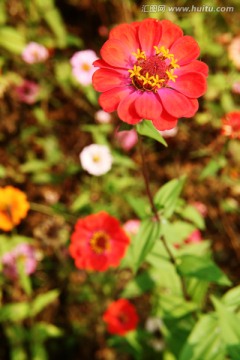 山花烂漫 红色百日菊