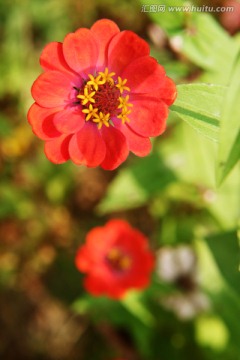 山花烂漫 红色百日菊