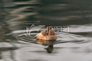 水面游荡的水鸟