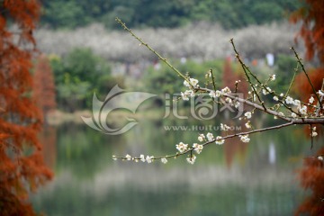 梅花