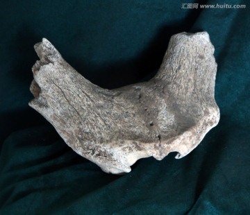 马鹿头盖骨化石