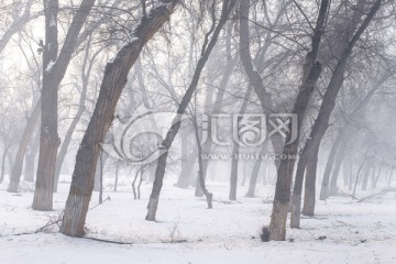 冬天的树林