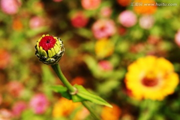 唯美百日菊 花苞