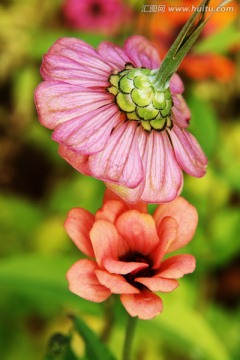 花谢花开 百日菊