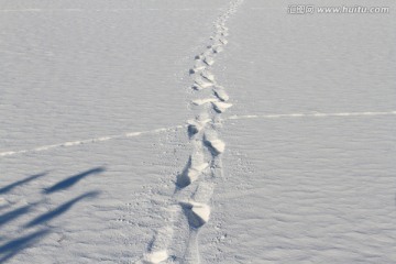 雪地 白雪 冬天