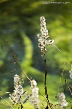 九寨沟风景风光花草