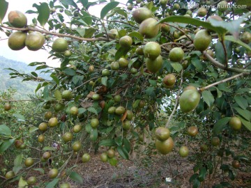 油茶